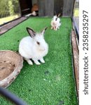 Small photo of Rabbit bunny cony little rabbit