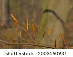 Brown Leaf Buds On A Twig Of A...