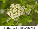 White Hawthorn Blossoms And...