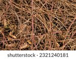 semi abstract nature pattern of prickly bare branches of a bramble bush with dried veins of a climbing plant