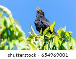 Common Blackbird  Turdus Merula ...