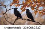 Two crows sitting in a branch