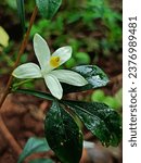 Small photo of Goanese Ipecac is a rare shrub in Meliaceae family, white flower, commen kerala.
