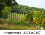 Vineyard in the countryside of Czechia, south Moravia. Pálava region near the town of Mikulov. Wine brewing.