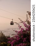 Small photo of Vibrant pink flowers take center stage against the backdrop of a winding cable car route with a solitary cabin