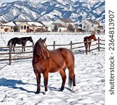 Horses in snow in Bozeman, Montana.