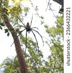 Small photo of Spiders can be found throughout the world on every continent except Antarctica, and have persisted for a long time in almost all habitats with the exception of air and sea colonization