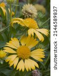 Golden crownbeard (Verbesina encelioides). Called Gold weed, Wild sunflower, Cowpen daisy, Butter daisy, Crown-beard, American dogweed and South African daisy also