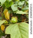 Small photo of Juicy pulpy Passiflora foetida everywhere