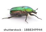 Green Beetle. Rose Chafer ...