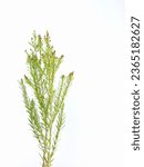 Small photo of Elwood's gold, white background, photograph, close-up, space for text, green, leaves, branches, isolated