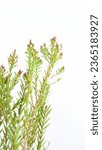 Small photo of Elwood's gold, white background, photograph, close-up, space for text, green, leaves, branches, isolated
