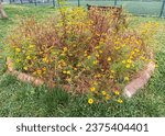 Small photo of the signet marigold or golden marigold yellow flowers with orange core