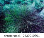 Elijah blue fescue grass plant. blue festuca Blue oat grass, festuca ovina, ball meadow, ornamental grass, powder blue, spiky leaves, grass background. Close-up of Festuca glauca.