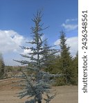 Small photo of Blue spruce tree. Blue spruce (Picea pungens) is also known as Colorado spruce. Natural Christmas, New Year, seasonal concept.