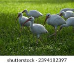 Ibises following the leader of...