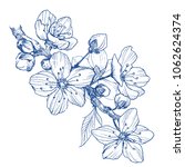 almond blossom branch isolated... | Shutterstock .eps vector #1062624374