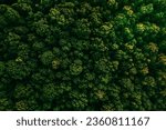 Small photo of Summer in forest aerial top view. Mixed forest, green deciduous trees. Soft light in countryside woodland or park. Drone shoot above colorful green texture in nature