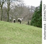 Small photo of A mucky looking sheep looks back over his shoulder on Pendle Hill, Lancashire, United Kingdom, Europe