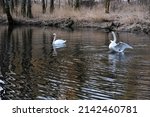 Mating Swans In Lake With...
