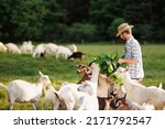 Male farmer feeding goats with...
