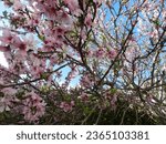 Small photo of Peach tree in bloom. Tree path. Flower on branch at night. Fight flower Night flower Red flower on branch Flying seed Flying seed caught in flowers. Moon among flowers.