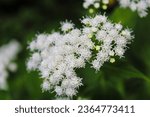 Small photo of white snakeroot flowers with a small beetle on them