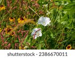 Small photo of White flowers in wild circumstances