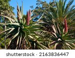 Sydney Australia  Aloe Speciosa ...