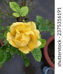 Small photo of I you very nice rose it will be my home .very simple the I am every day watch the rose bet ween Wonder full colors so it is the rose simple tuch every month carefully water is sapisient so that nice