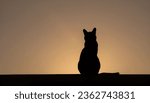 A close up of a cat silhouette 