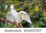 Small photo of Endangered Philippine Cockatoo, vibrant plumage, red tail, and playful demeanor. Celebrate rare beauty and unique avian biodiversity.