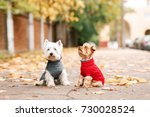Portrait of two dogs friends west highland white terrier and yorkshire terrier playing in the park on the autumn foliage. gold nature. dog in red pullover and grey coat