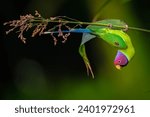 Plum headed parakeet  beautiful ...