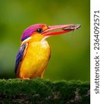 Small photo of Enchanting Oriental Dwarf Kingfisher - A Splash of Avian Brilliance- Oriental Dwarf Kingfisher, an avian jewel celebrated for its vibrant plumage and captivating presence.