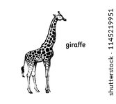 Giraffe Outline Illustration Free Stock Photo - Public Domain Pictures