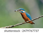 european common kingfisher fishing in the river, european common  kingfisher hunting, european common kingfisher perching on a twig