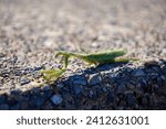 Small photo of Praying mantis wary on concrete.