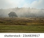 Morningmist resting on solitary tree in Midwest field