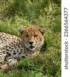 Small photo of cheetah serengeti tanzania guepard africa