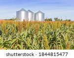 Large Sorghum Field Located...