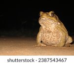 Small photo of A nocturnal toad, with warty skin and bulging eyes, is hopping near a moist pond. Its croak echoes in the night, blending with the camouflage of its amphibian surroundings