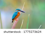 The Common Kingfisher  Also...