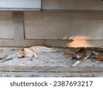 The edge of the sidewalk and the thick trees block the sun's rays and become a favorite sleeping place for stray cats. They laze around while waiting for food from the volunteers.