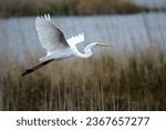 Great egret flying over the...