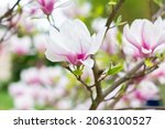 pink blooming magnolia flowers... | Shutterstock . vector #2063100527