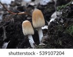 Small photo of Coprinus xanthothrix Fungi, group of mushrooms growing in a wild