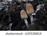 Small photo of Coprinus xanthothrix Fungi, two mushrooms growing in a dark forest