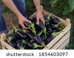 Farmer man is holding in his hands an apron with dark blue eggplants just picked from his garden. Concept of farming, organic products, clean eating, ecological production. Close up