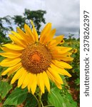 Small photo of The common sunflower has a green erect stem covered in coarse hairs, growing on average around 2m tall.